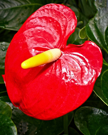 Anthurium