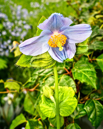 Blue Softly