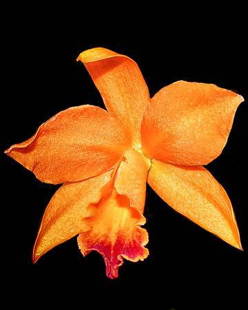 Brightly Orange Orchid