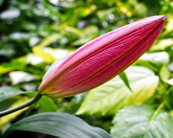 Budding Beauty