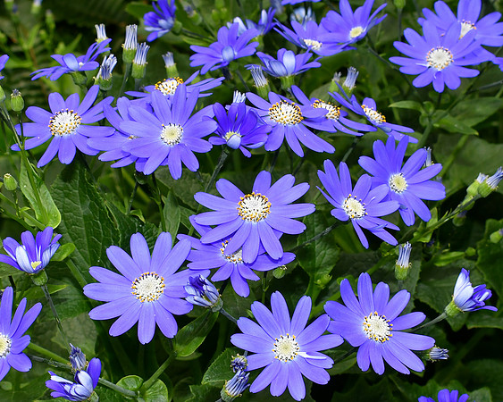 Cineraria