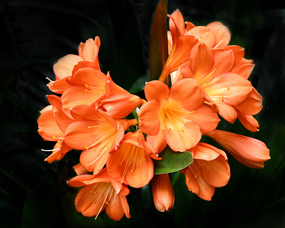 Clivia