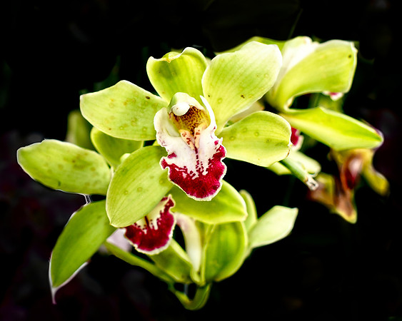 Cymbidium Green Hybrid