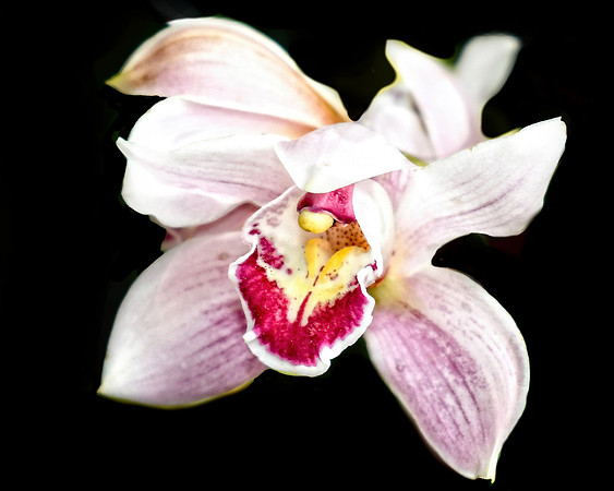 Cymbidium Pink Hybrid