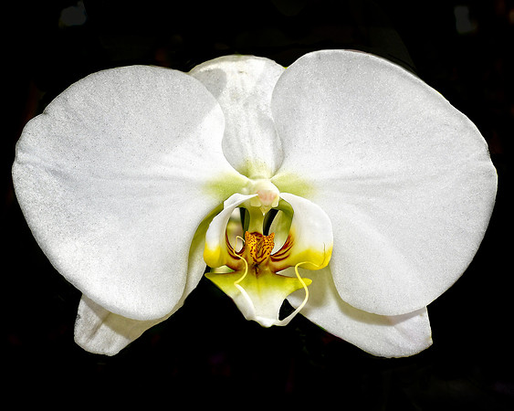 Cymbidium White Hybrid
