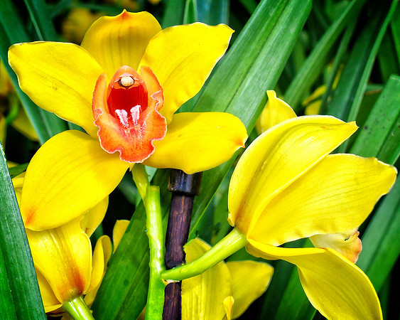 Cymbidium Yellow Hybrid