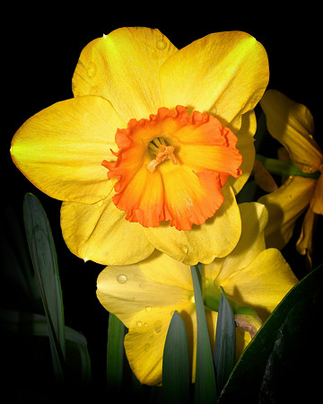Daffodil Delight