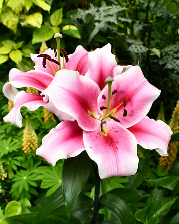 Daylily Pink
