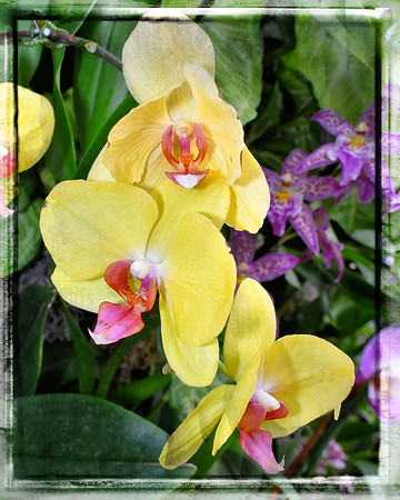 Framed Pink and Yellow Orchids