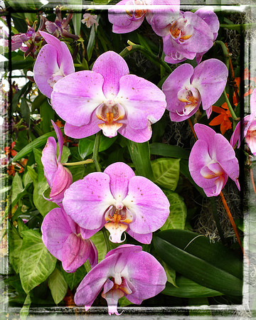 Framed Pink Orchids