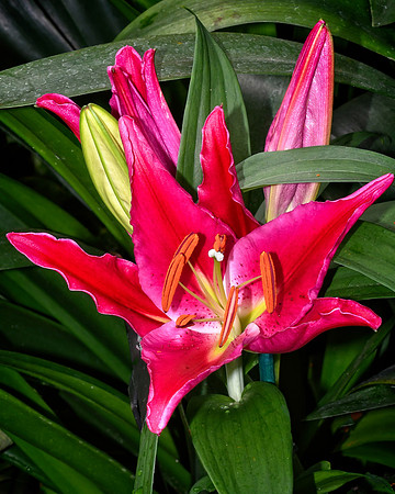 Fuschia Lily