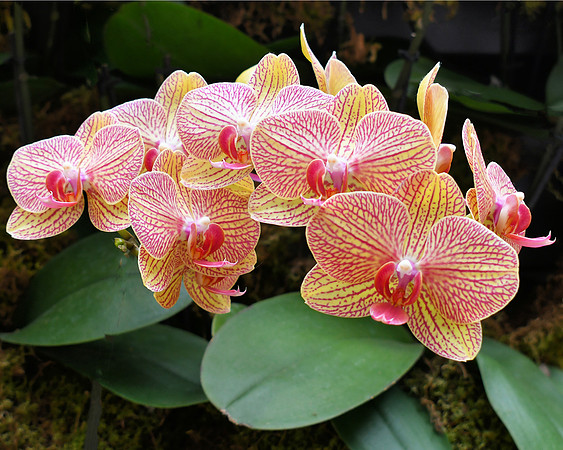 Kaleidoscope Orchids