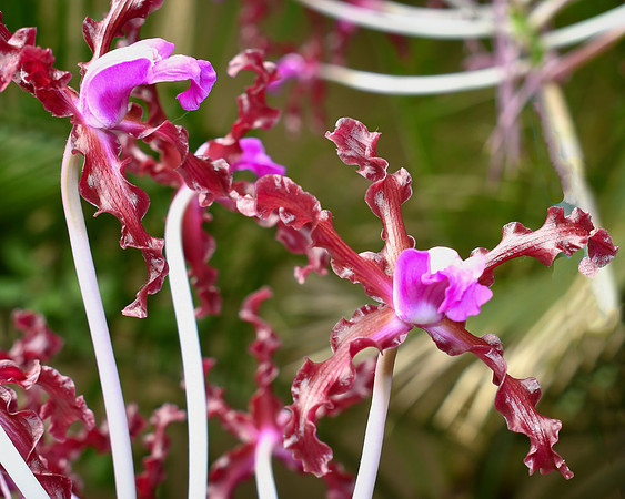 Ladia Undulata