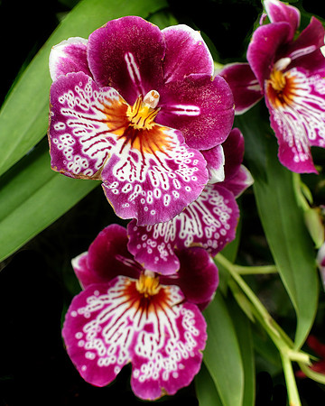 More Orchids