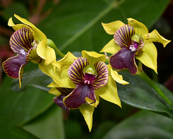 Multi Color Orchid
