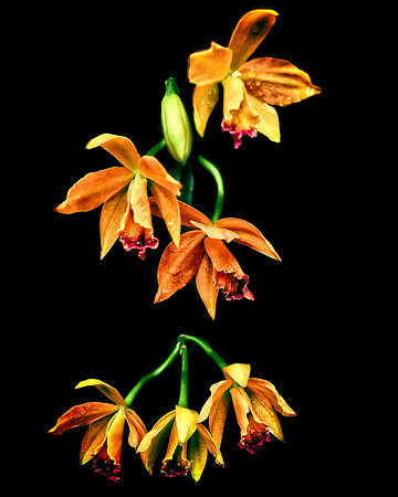 Orange and Black
