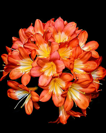 Orange Ball Flowers