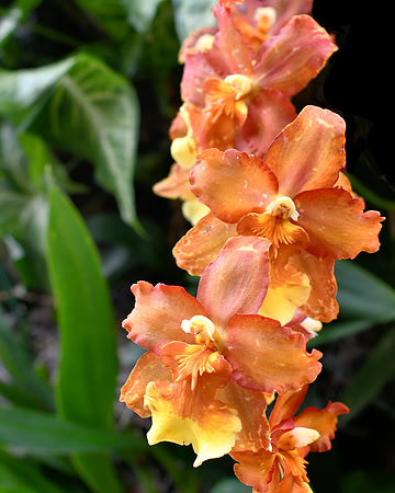 Deliciously Orange