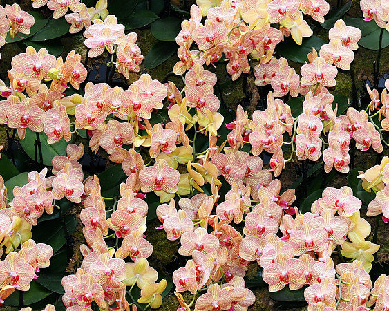 Orchid Clusters