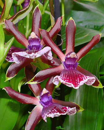 Orchids Orchids Orchids