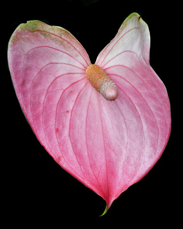Pink and Lovely