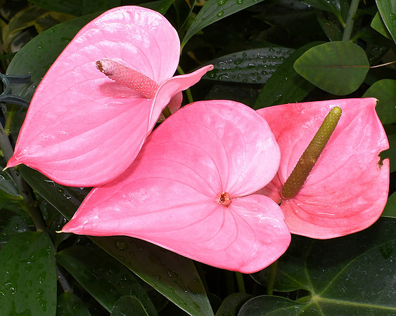 Pink Anthurium