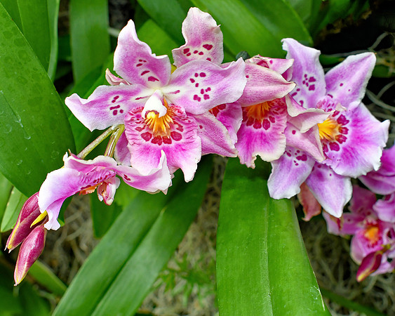 Pink Bundles