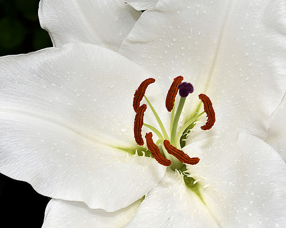 Pistol and Stamen