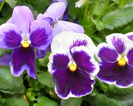 Purple Pansies - Copy