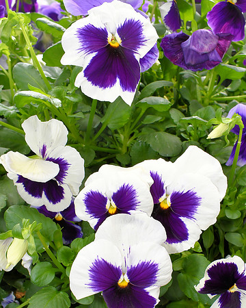 Purple White Pansies - Copy