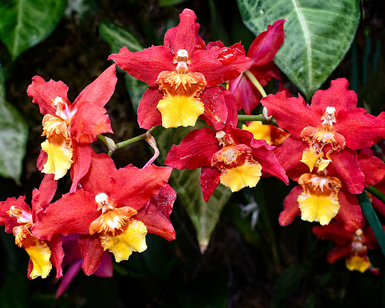 Red Hot Chili Flowers - Copy