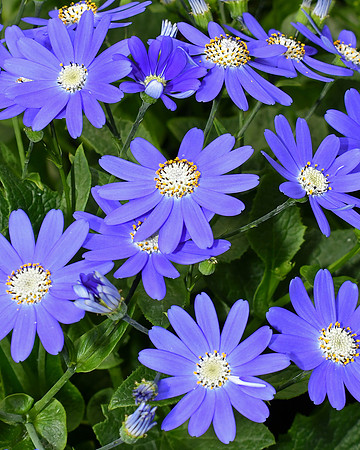 So Cineraria - Copy