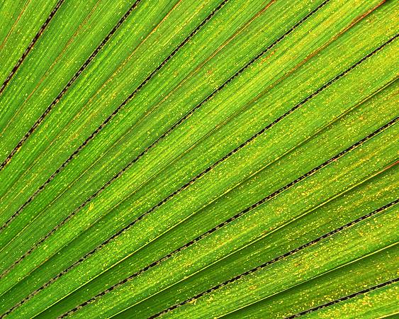 So Greenly