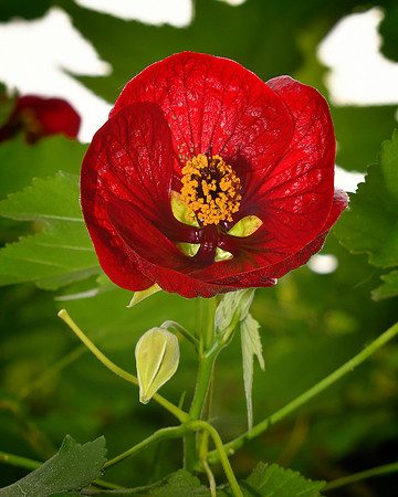 So Very Red