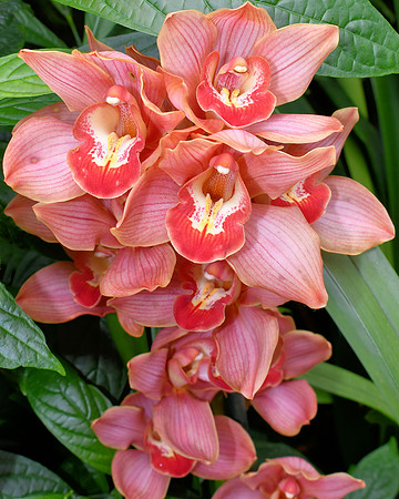 Softly Pink Orchids