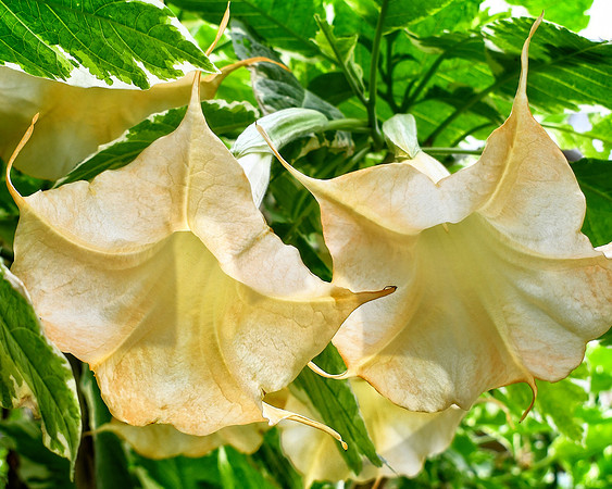Trumpets