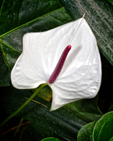 White Anthurium