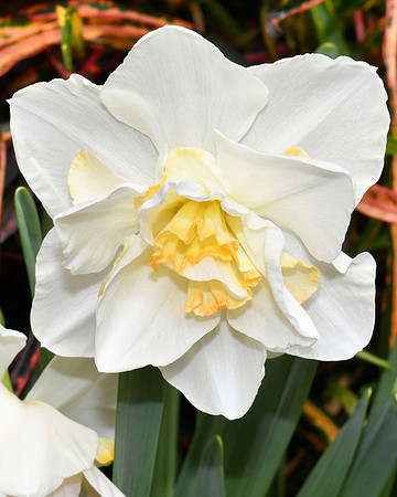 White Daffodil