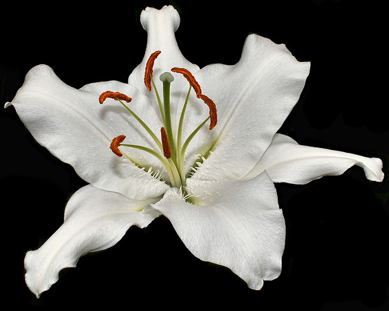 White Daylily