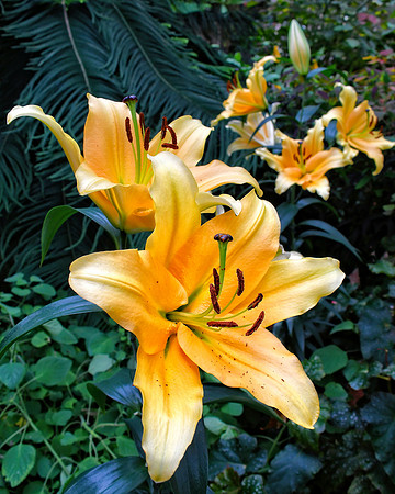 Yellow Daylillies