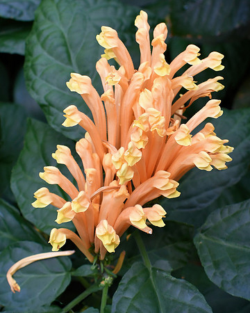 Yellow Orange Bugles