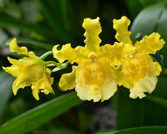 Yellow Orchid Smiles