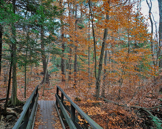 Bridge In The Forest