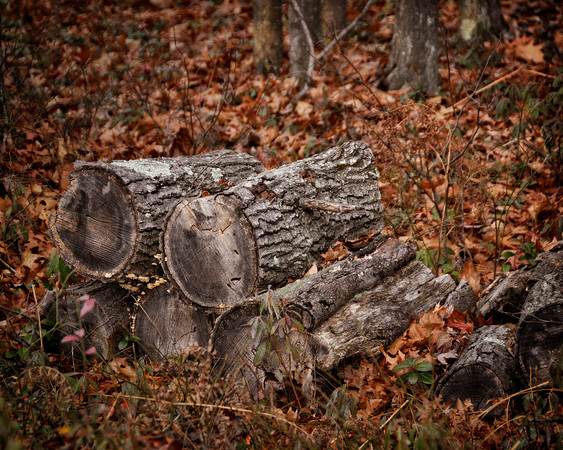 Fall Logs