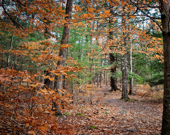 Fall Path At Hickory Run State Park