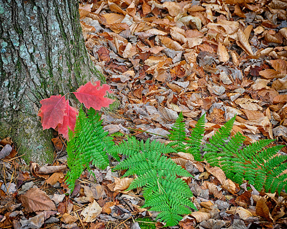Holiday Fall Colours