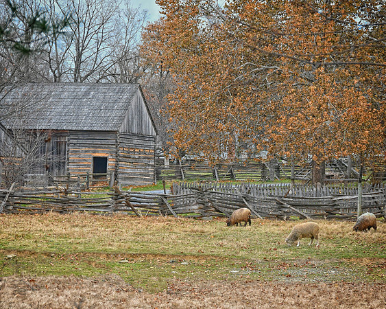 Grazing Sheep