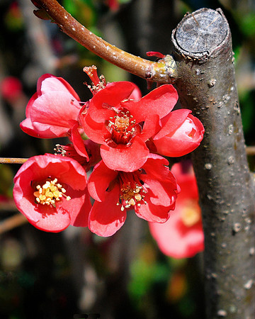Bush Flowers