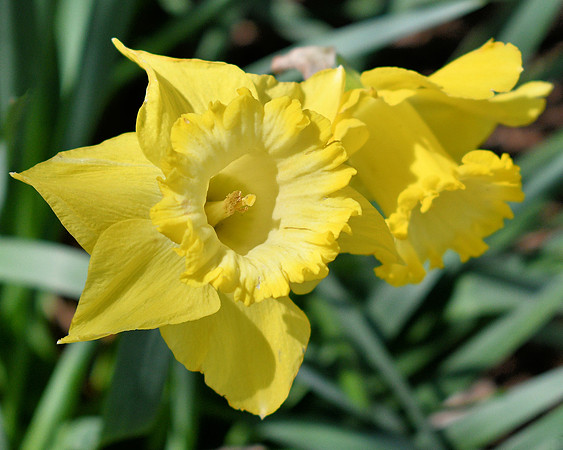 Daffodil Friends