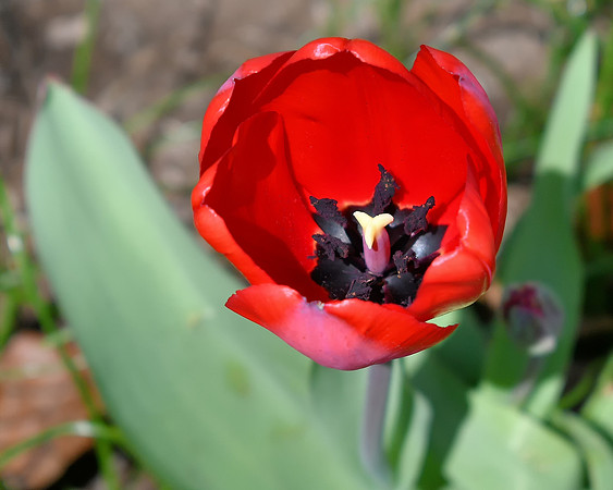 Inside Tulip